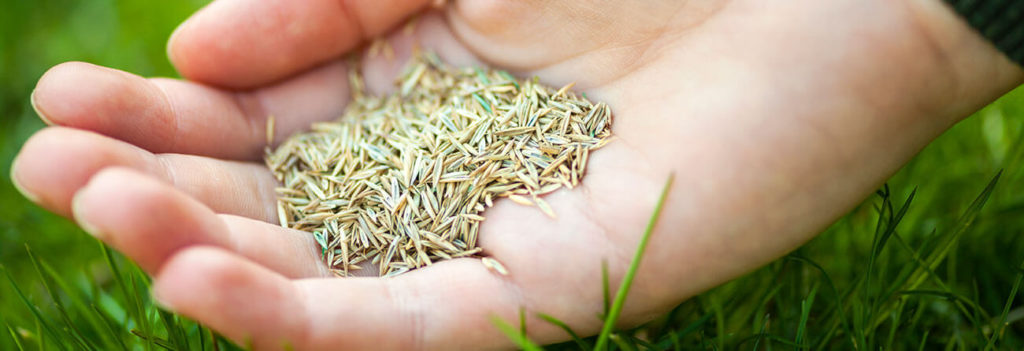 sow grass seed