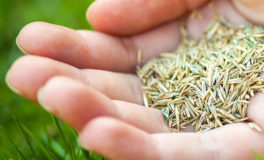 sow grass seed