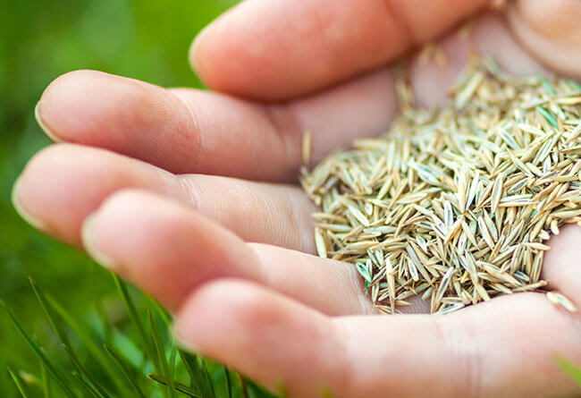 grass seed for creating garden lawn