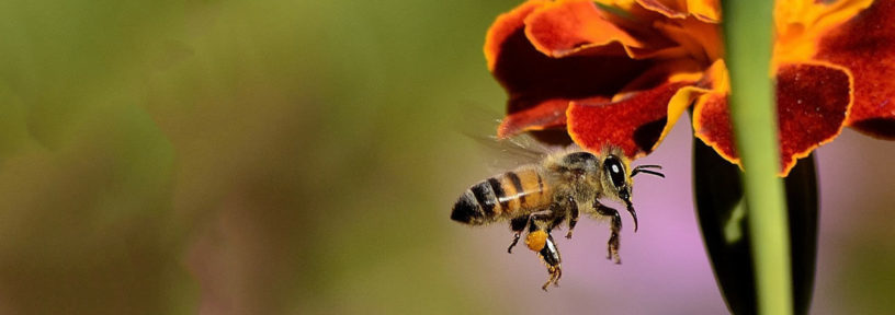 parasite threat to bees