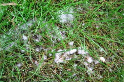 Areas in your lawn that look like this are caused by fusarium patch disease. It will usually disappear when the weather changes but may leave temporary scars