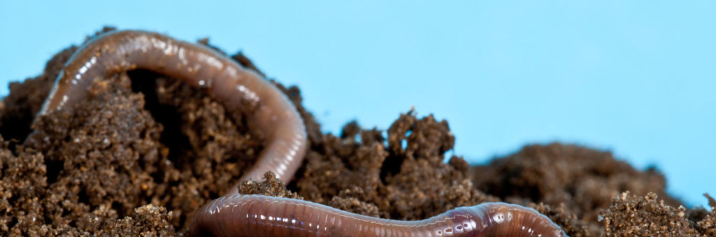earthworm for soil health