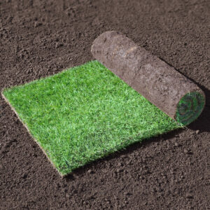 Turf for shady areas 