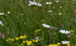 meadowmat wild flower turf