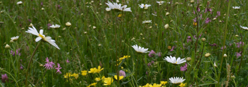 meadowmat wild flower turf
