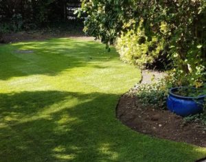 Buy turf for shady areas