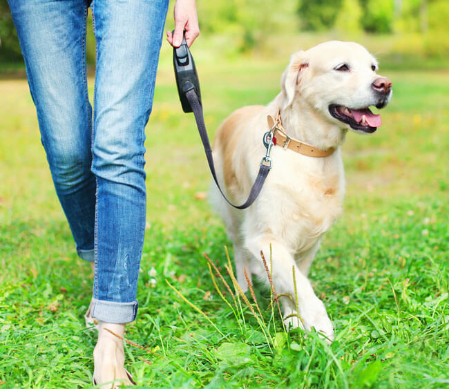 walks preserve lawns for dogs