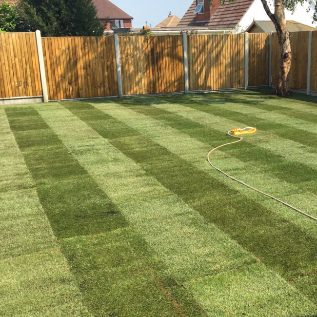 turf laid in hot weather