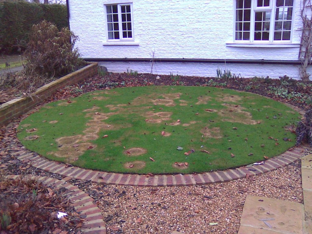lawn scarred by fusarium patch
