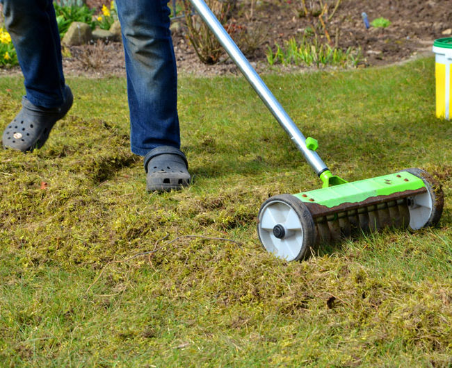 lawn moss removal
