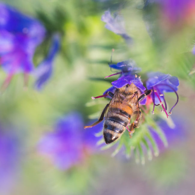 bee friendly wildflower