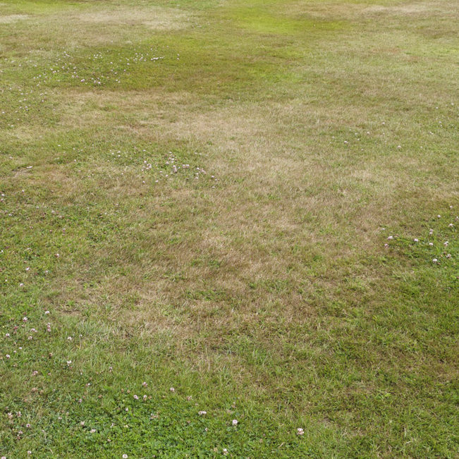 lawn in dry weather