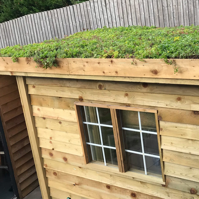 sedum green roof shed