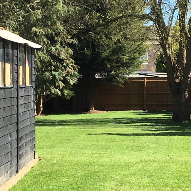 lawn turf review pic