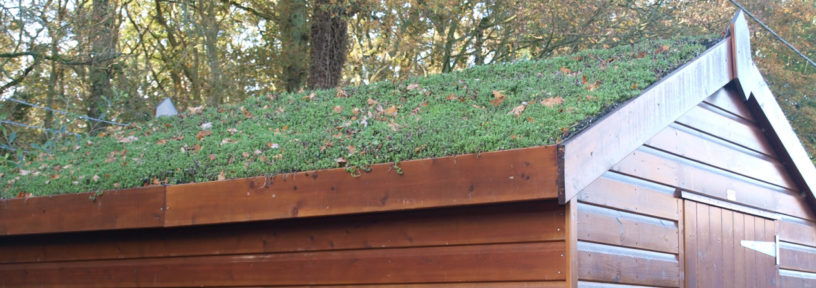green roof construction