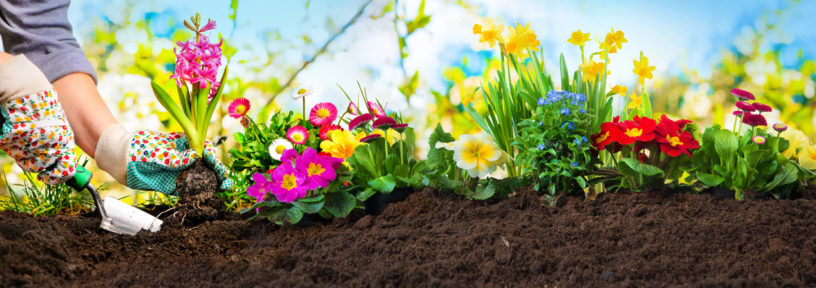 soil for growing flowers