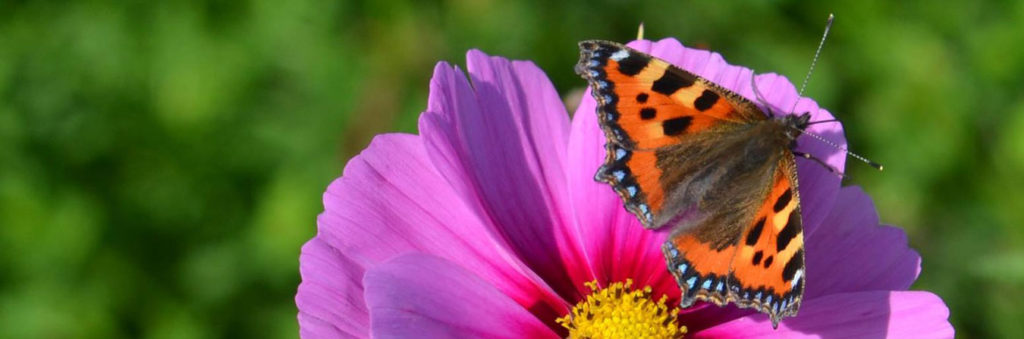 pink cosmos flower and tortoishell butterfly