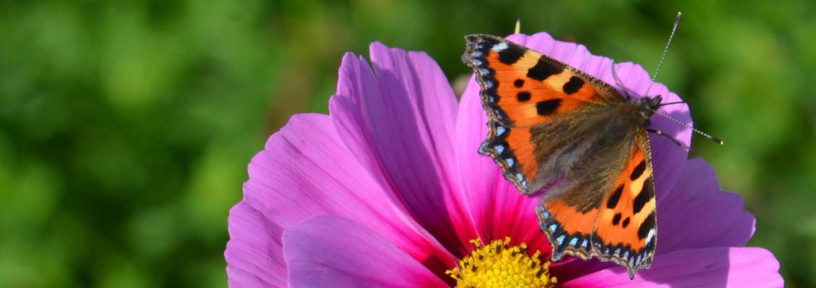 pink cosmos flower and tortoishell butterfly