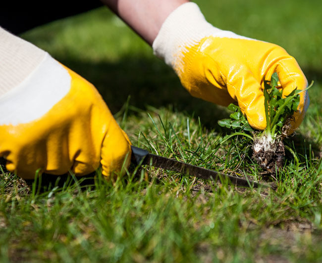 digging dandelions out of the lawn using a special hand tool