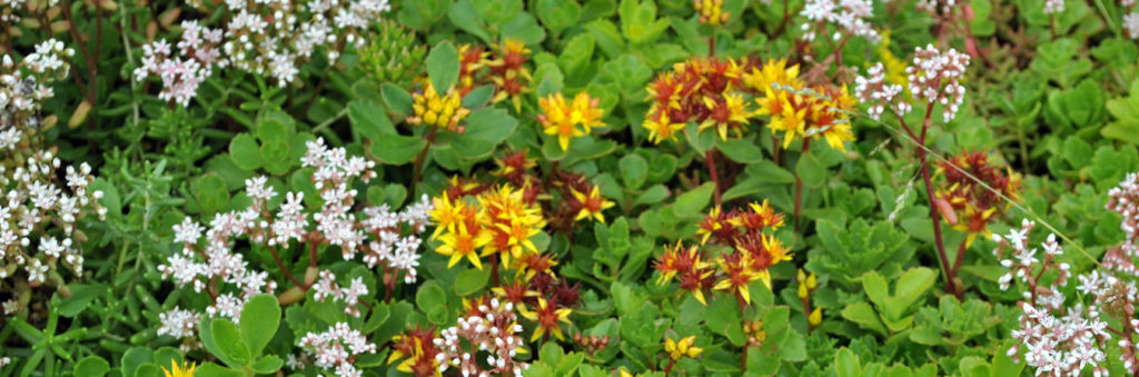 mixed sedum species forming groundcover. Yellow and white flowers above green foliage