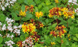 mixed sedum species forming groundcover. Yellow and white flowers above green foliage