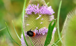 wild teasel flower with red tailed bumble bee