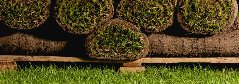 How To Lay Turf The Ultimate Guide