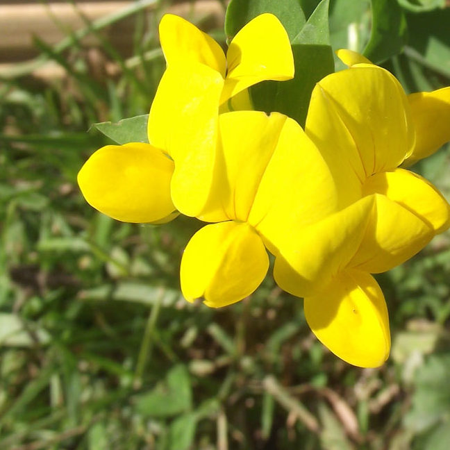 birdsfoot trefoil yellow flower
