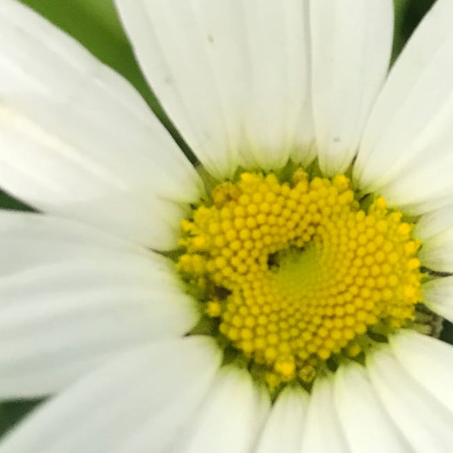flower head of oxeye daisy. white petals with yellow centre