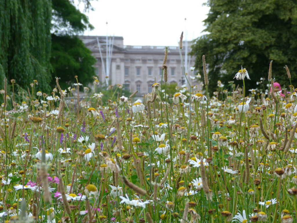wildflowers helping the environment in central london