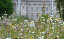 wildflowers helping the environment in central london