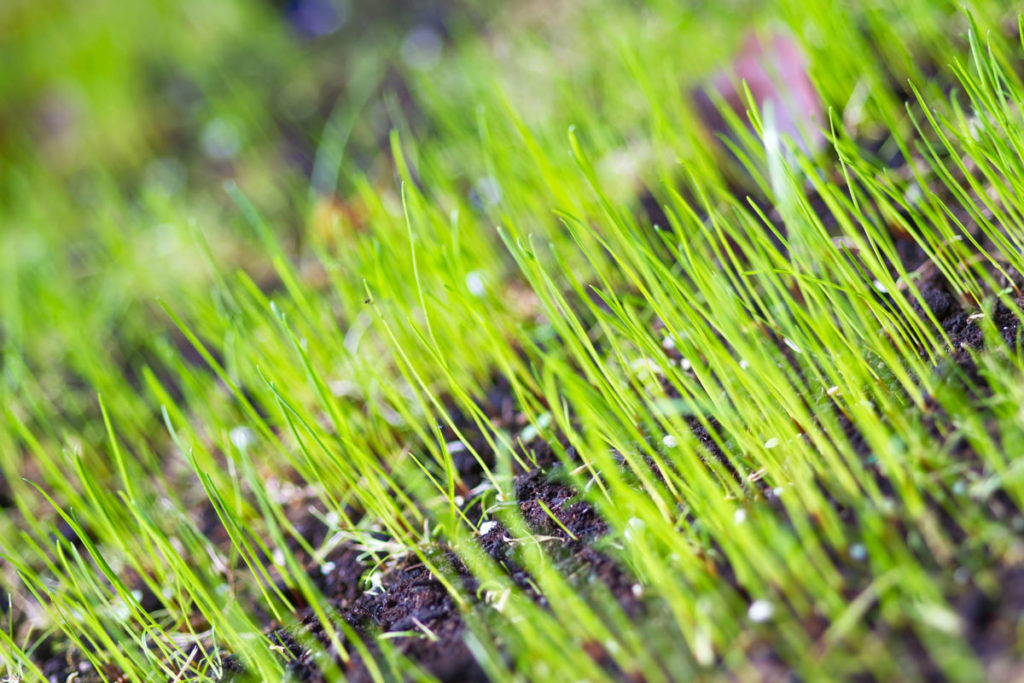 when to sow grass seed for best germination
