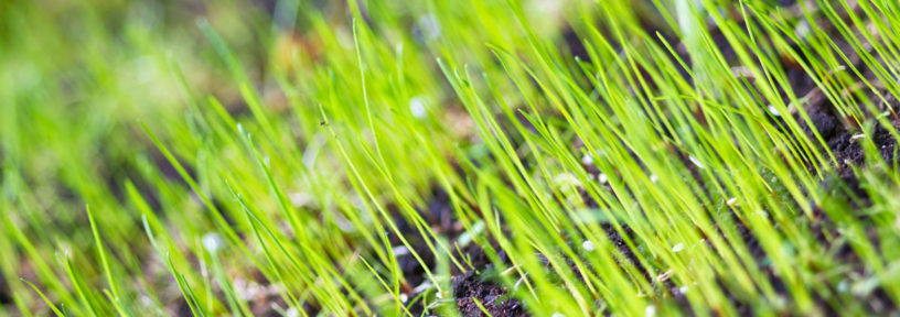 when to sow grass seed for best germination