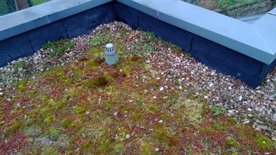weeds on a green roof