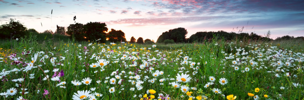 wildflower meadow at sunset