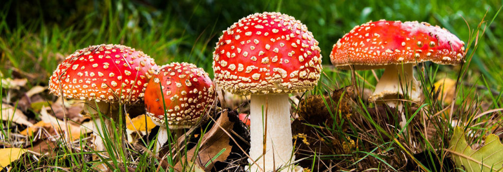 mushrooms in my lawn