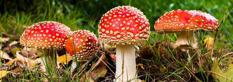 mushrooms in my lawn