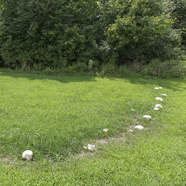 fairy ring in lawn