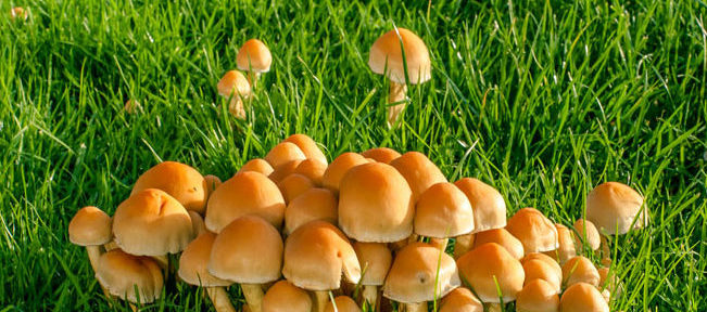 clump of lawn mushrooms