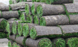 rolls of turf stacked on pallets