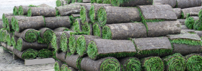 rolls of turf stacked on pallets