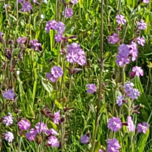 Meadowmat wildflower turf