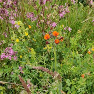 Meadowmat Wildflower Turf for builders and developers 