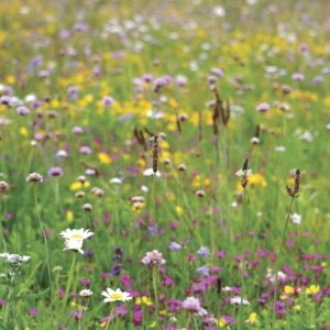 meadowmat wildflower turf for green roofs