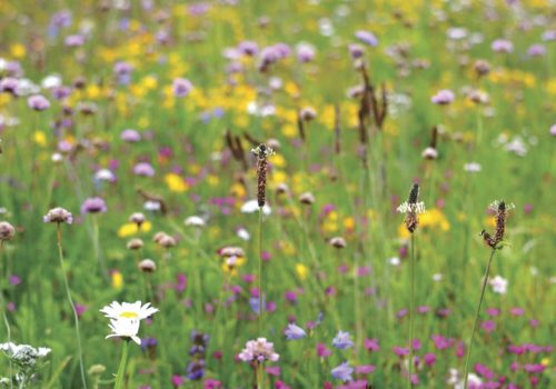 meadowmat wildflower for developers