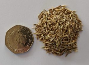 buy grass seed 