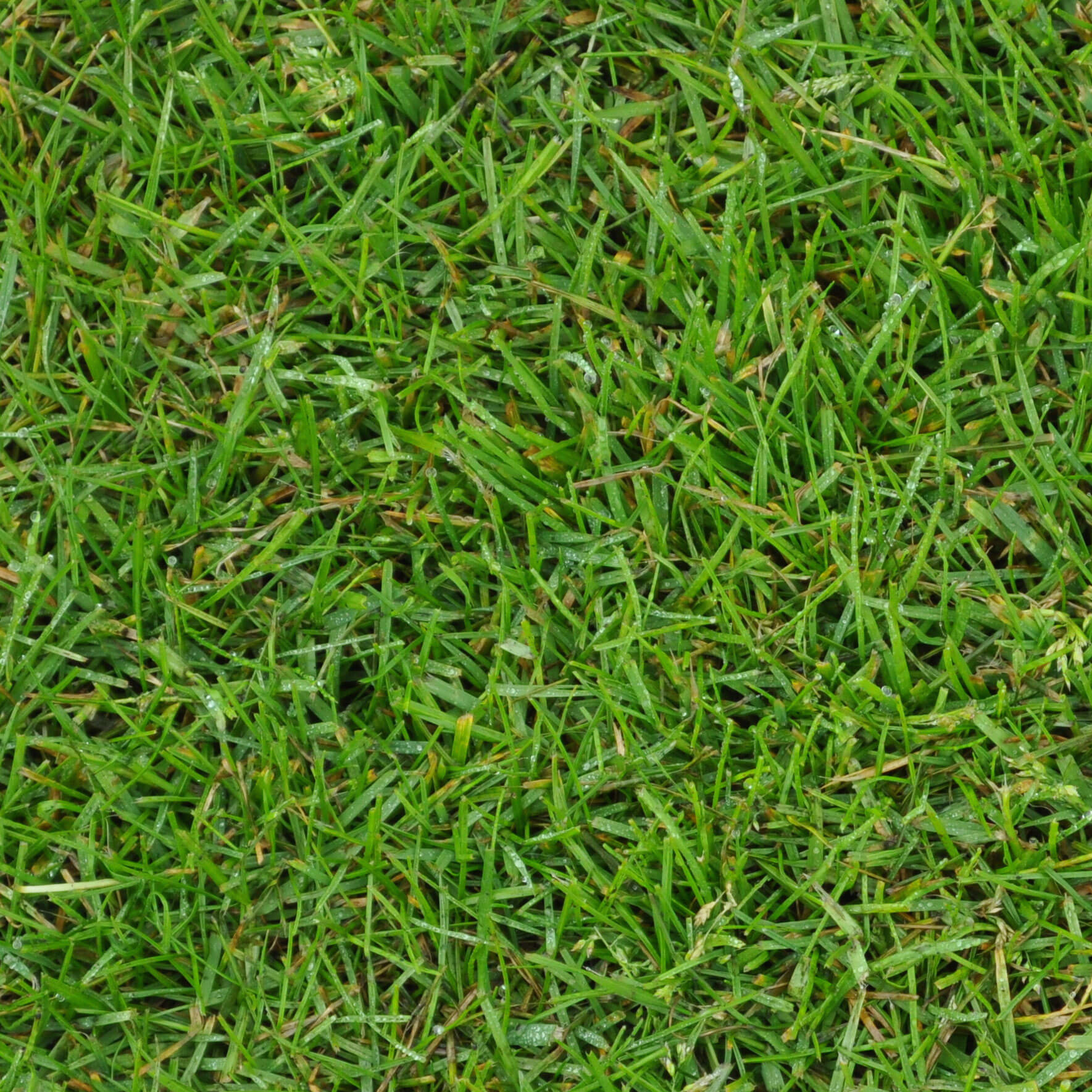 Fresh High Quality Turf Metres Real Garden Lawn Grass Rolls 32 sq 