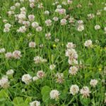 Meadowmat Species Rich Seed Mix gallery image