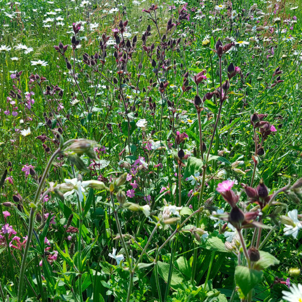 wildflowers for easy gardening