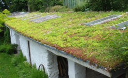 make a green roof